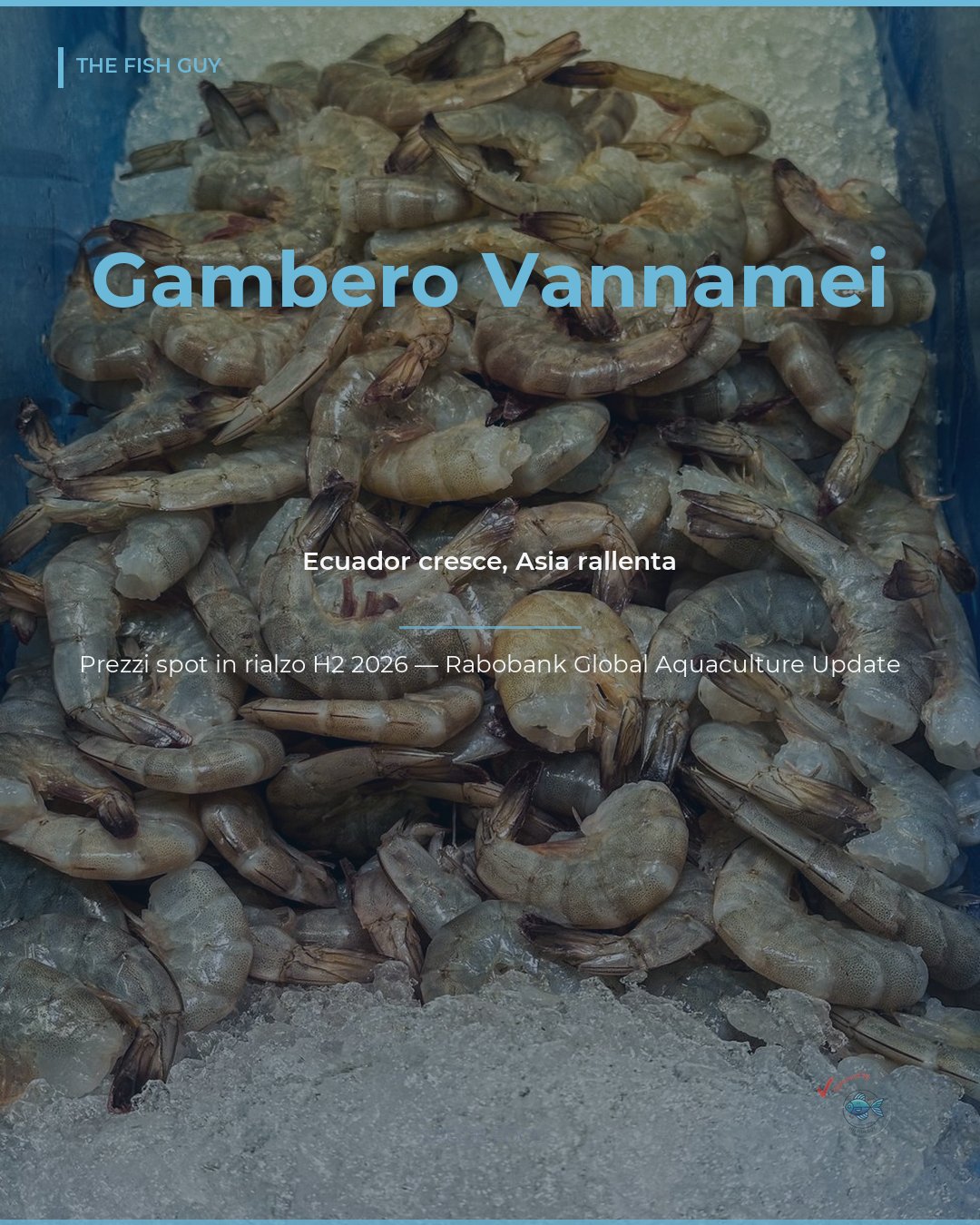 Gambero Vannamei H2 2026: Ecuador avanza, Asia frena, prezzi in rialzo