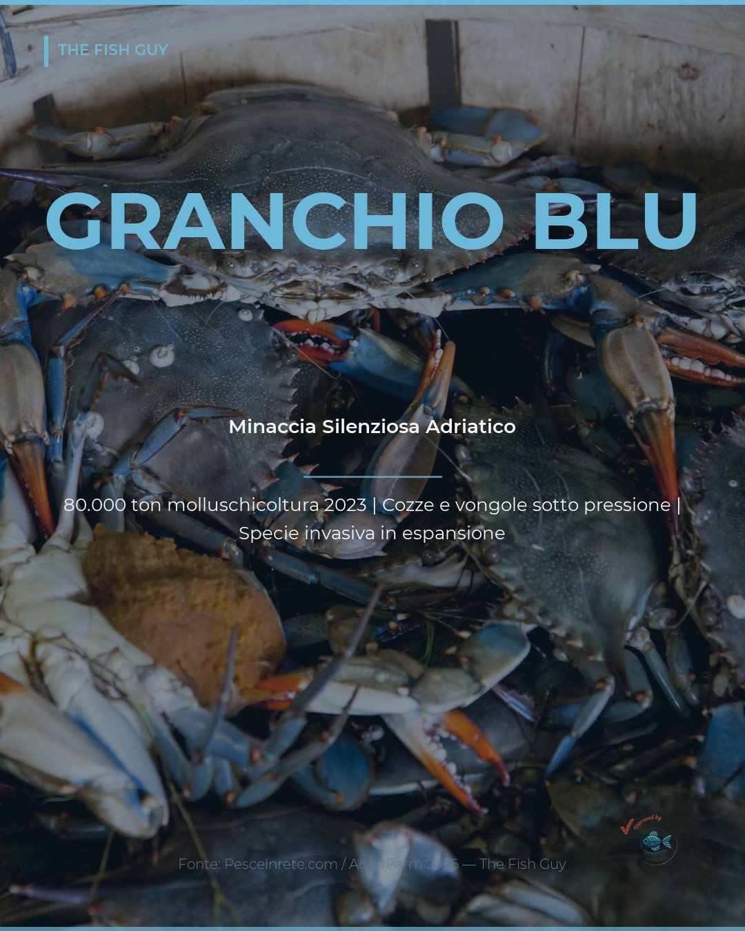 Granchio Blu: la Minaccia Silenziosa della Molluschicoltura Adriatica