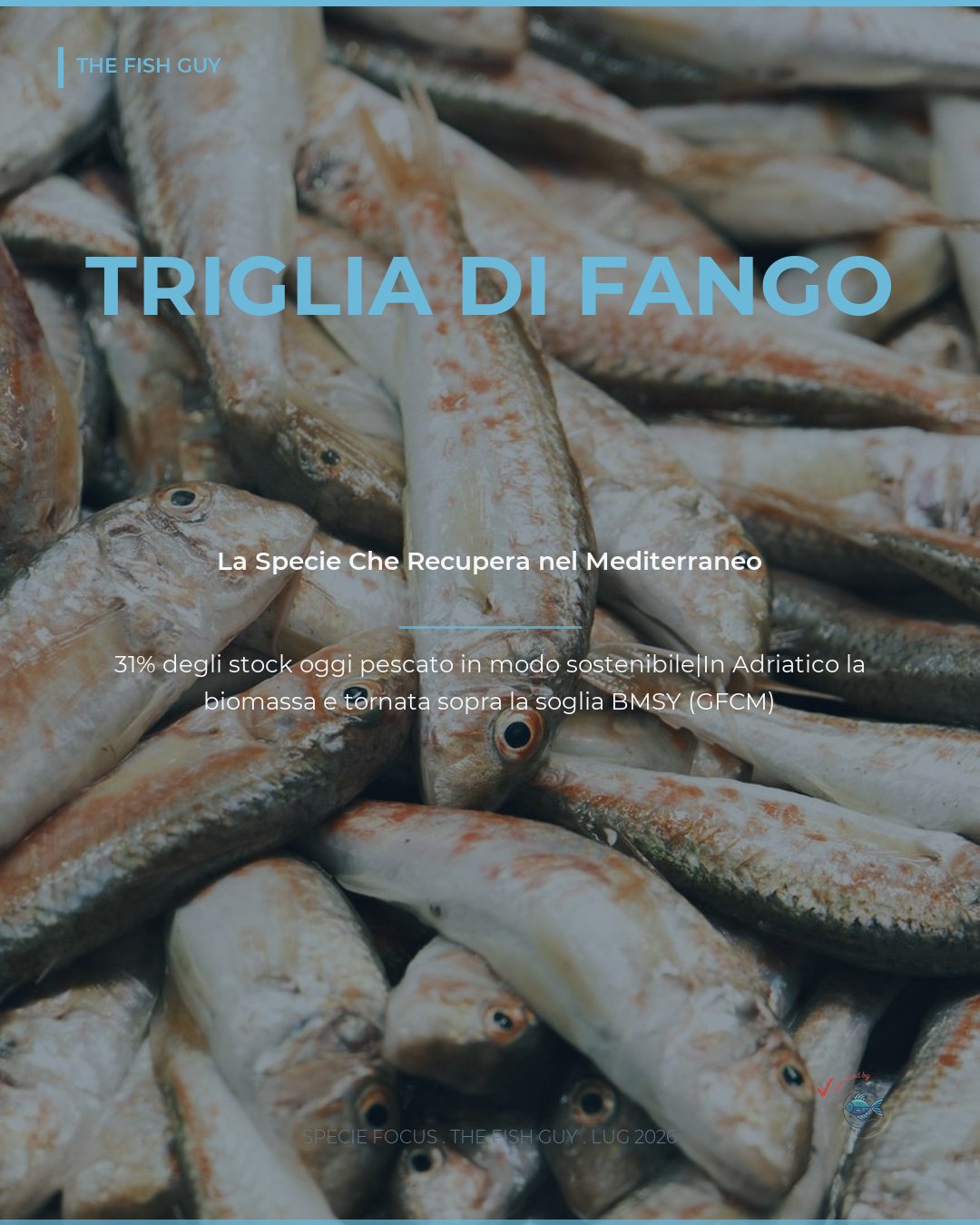 Triglia di fango: la specie che recupera nel Mediterraneo