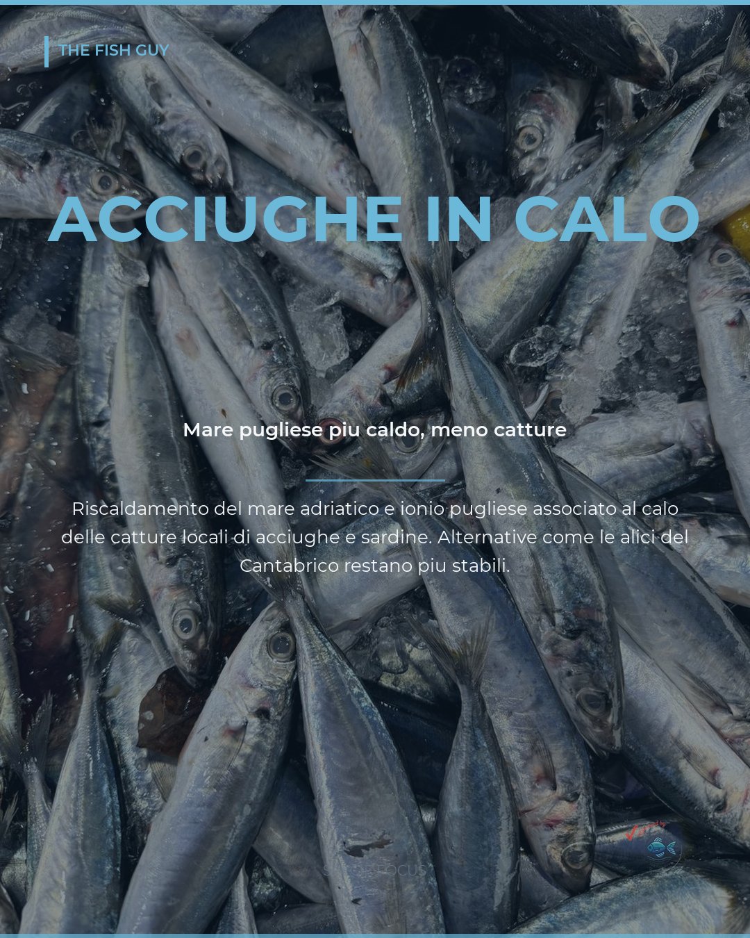 Acciughe e Sardine: il Mare Pugliese si Scalda