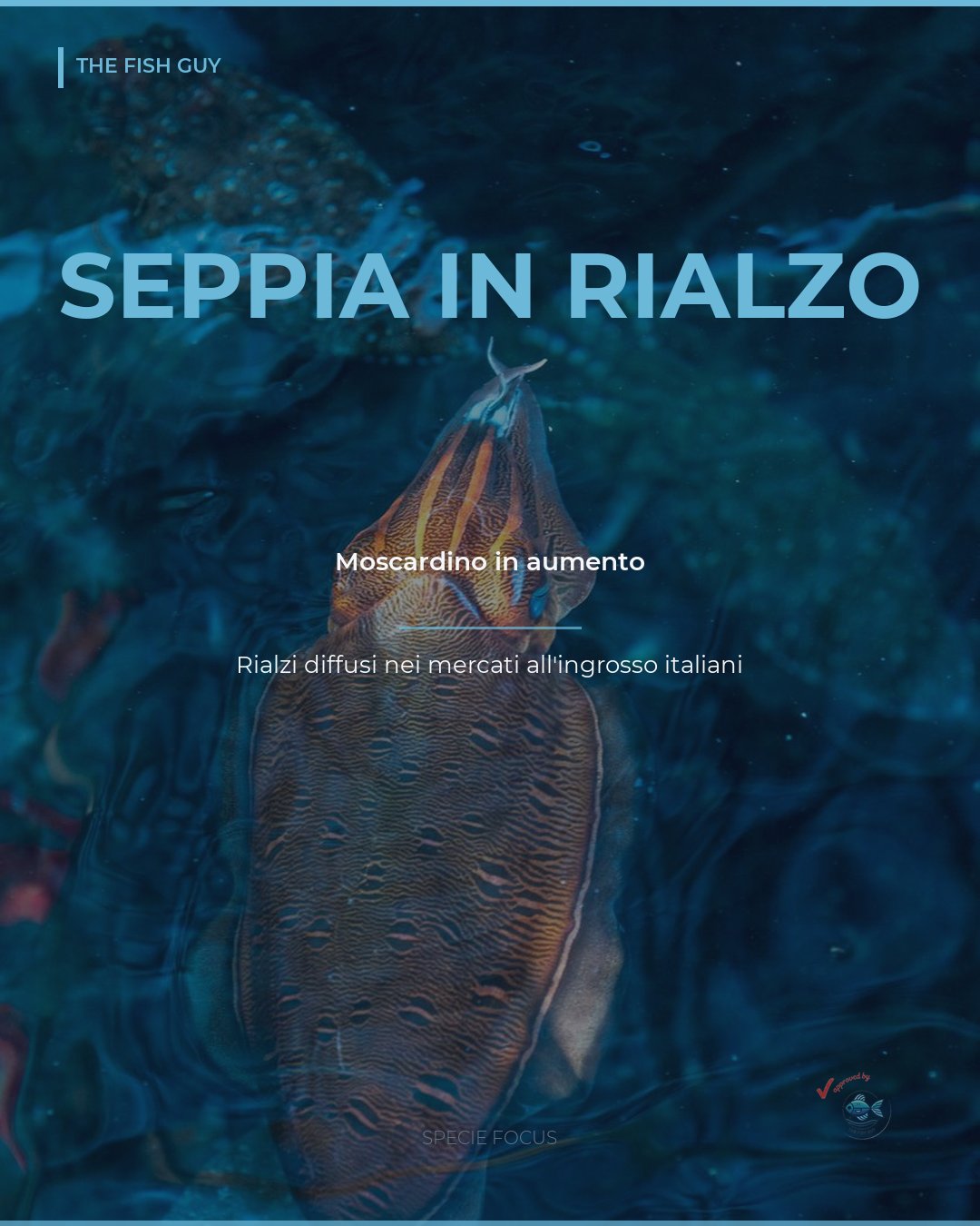 Seppia e Moscardino: la Tensione di Prezzo sui Cefalopodi Minori