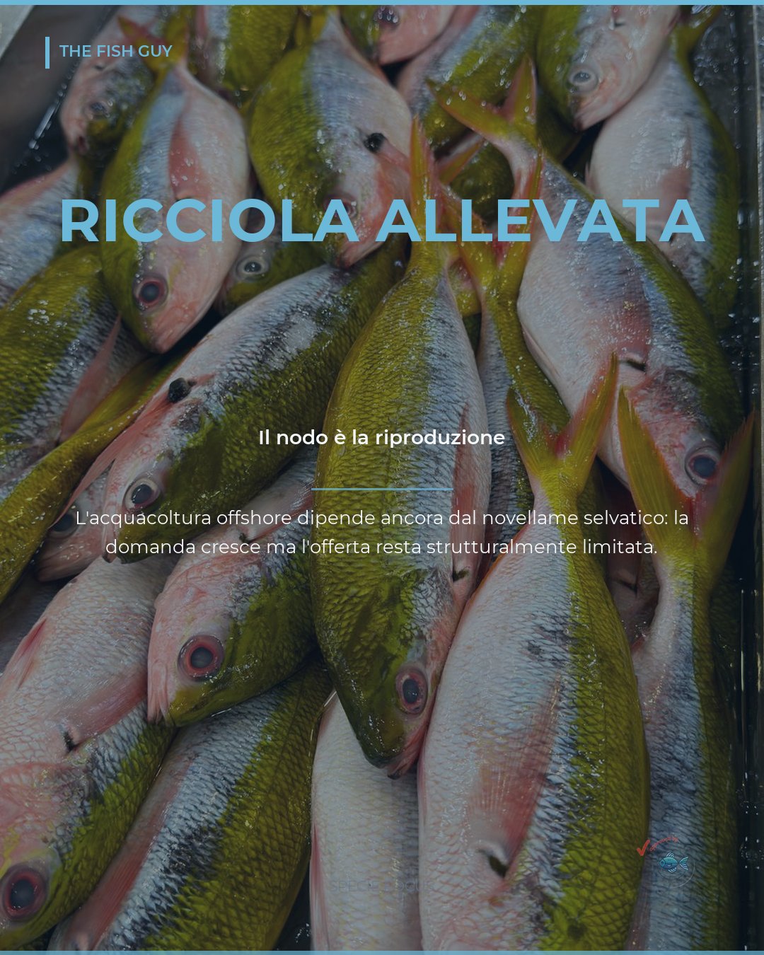 Ricciola d'allevamento: la riproduzione resta il limite