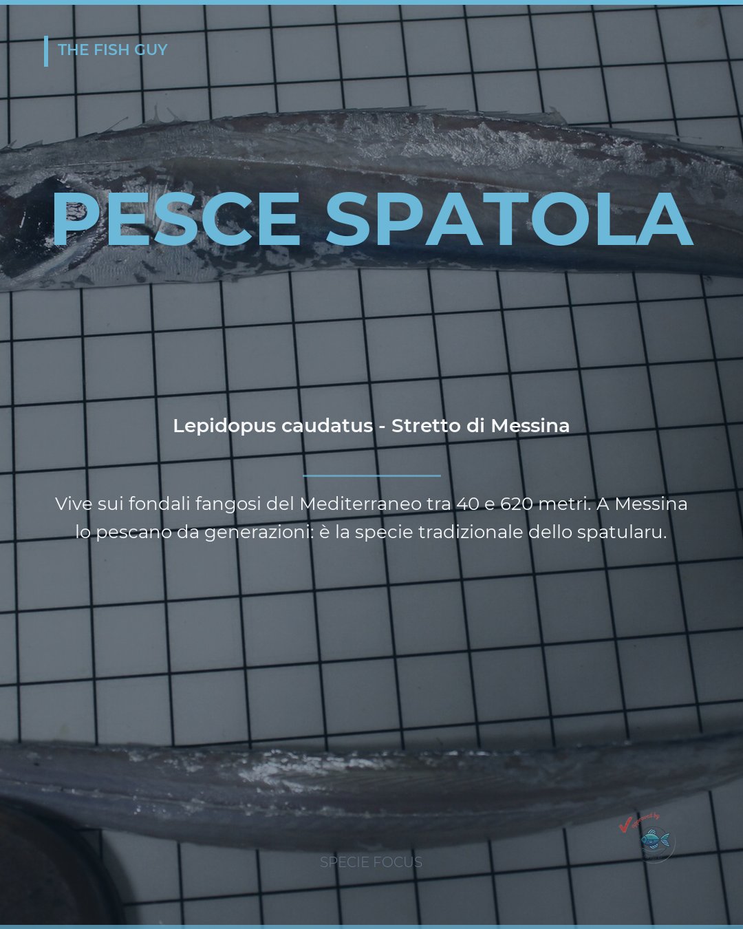 Pesce spatola: la specie dimenticata dello Stretto di Messina