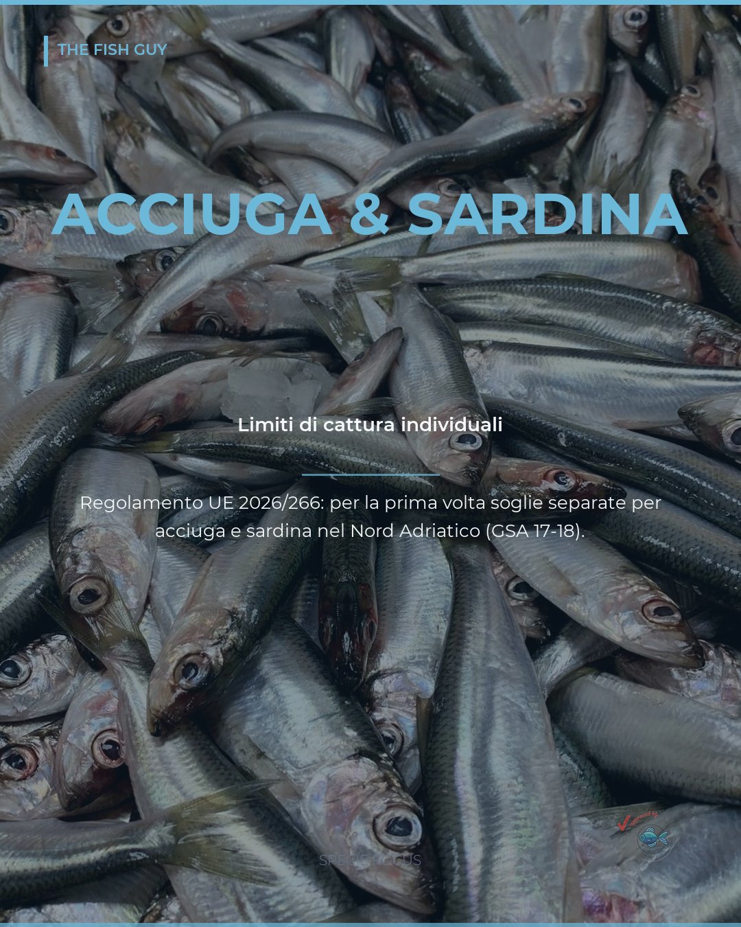 Acciuga e sardina in Adriatico: limiti di cattura separati per la prima volta