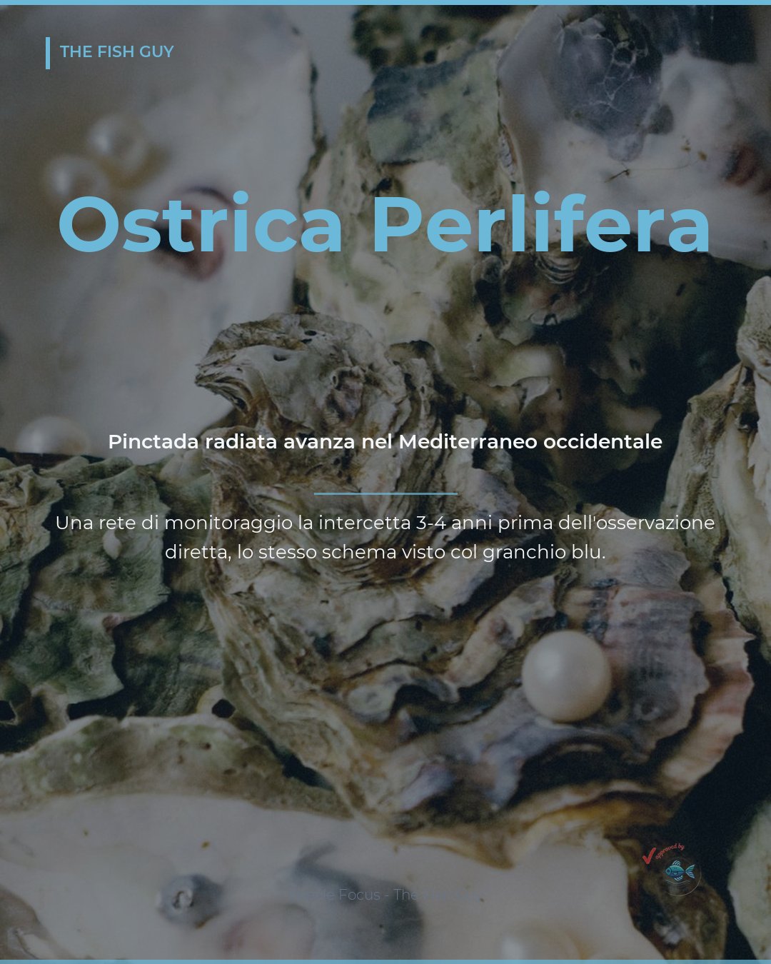 Ostrica Perlifera: la nuova specie che avanza nel Mediterraneo