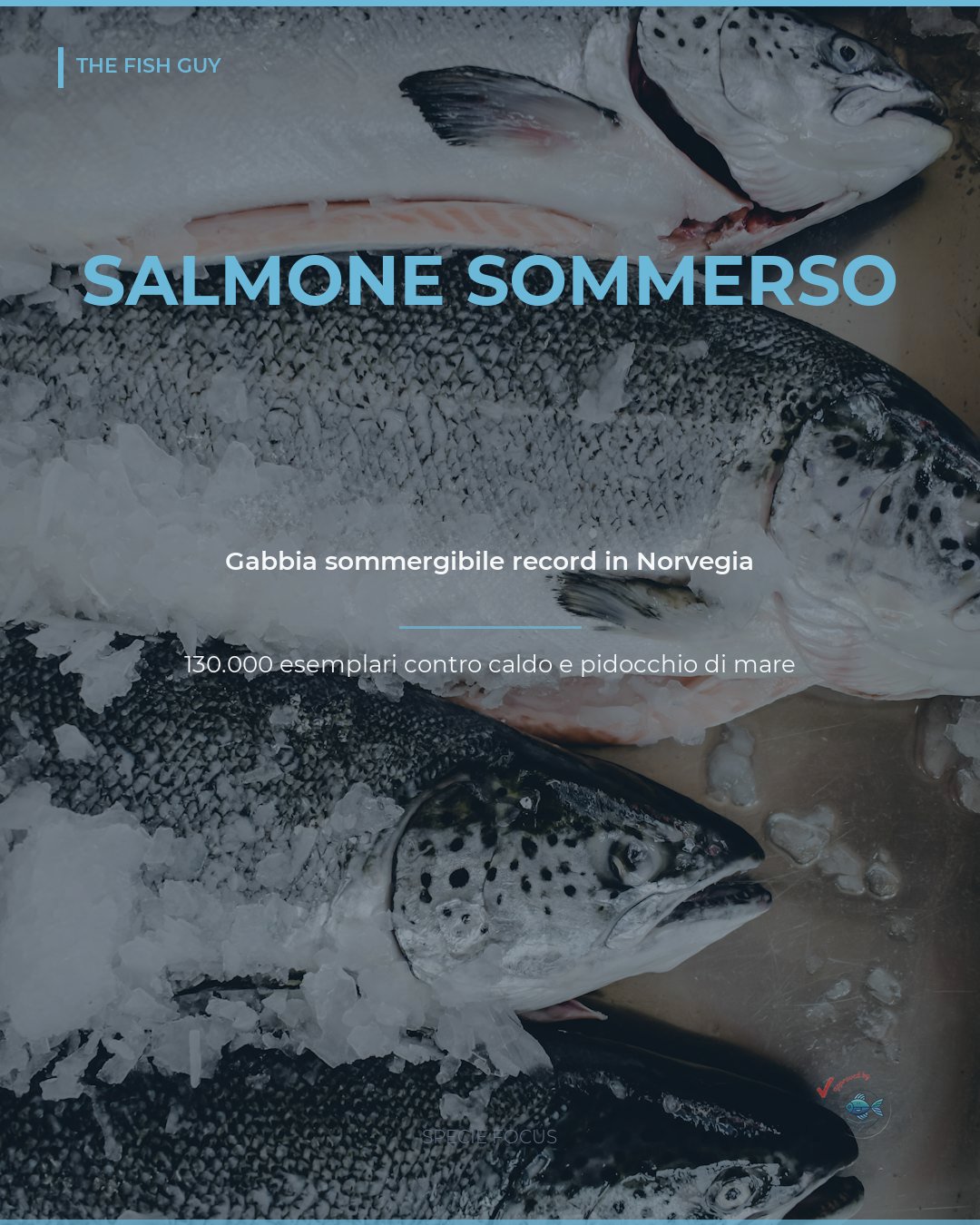 Salmone: Hofseth Testa la Gabbia Sommergibile Più Grande di Norvegia