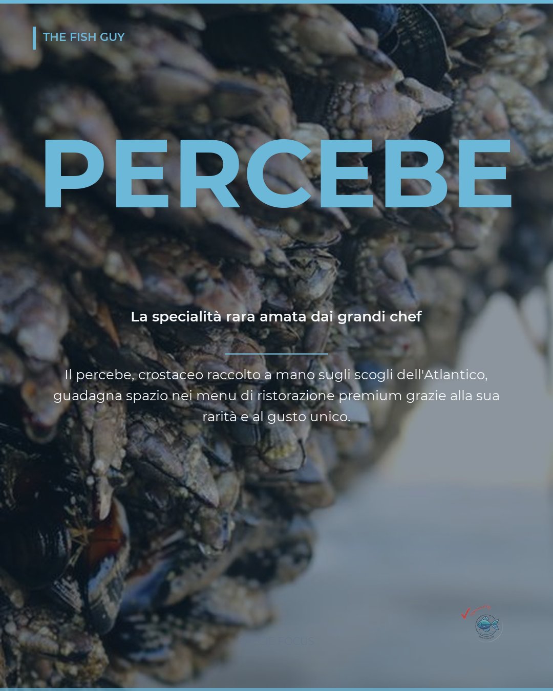 Percebe: la specialità rara che conquista la ristorazione premium