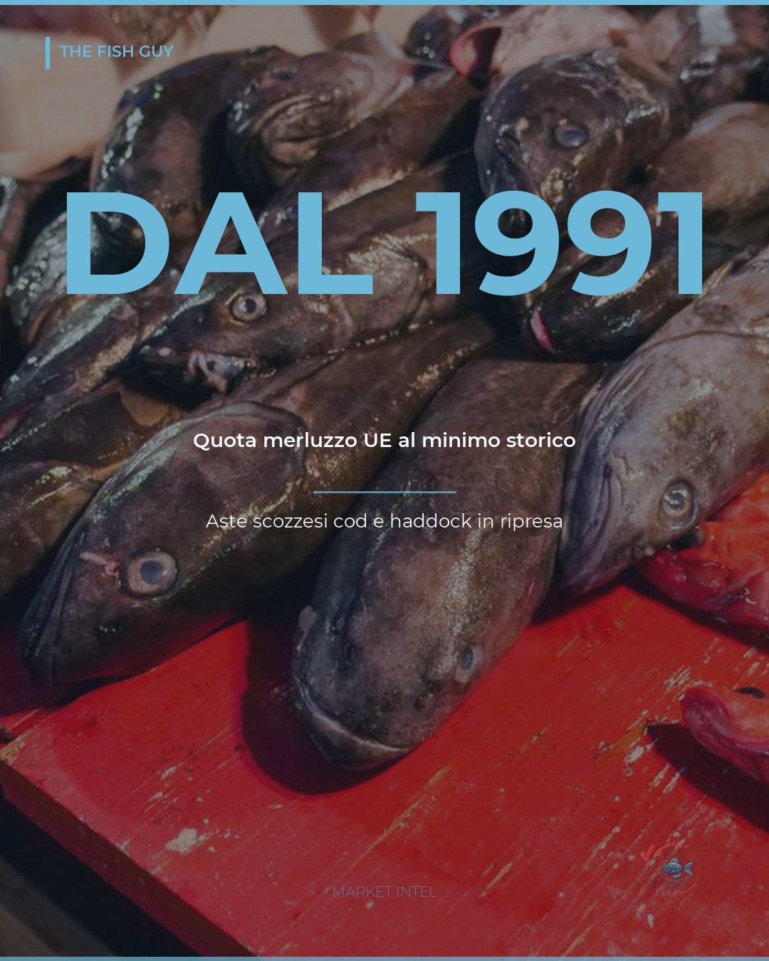 Merluzzo: la quota UE tocca il minimo dal 1991, mentre le aste scozzesi ripartono