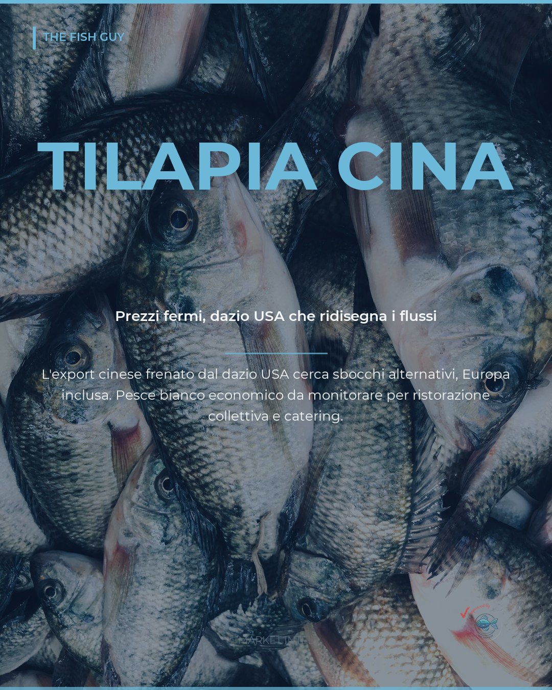 Tilapia cinese: prezzi fermi e dazio USA che ridisegna i flussi