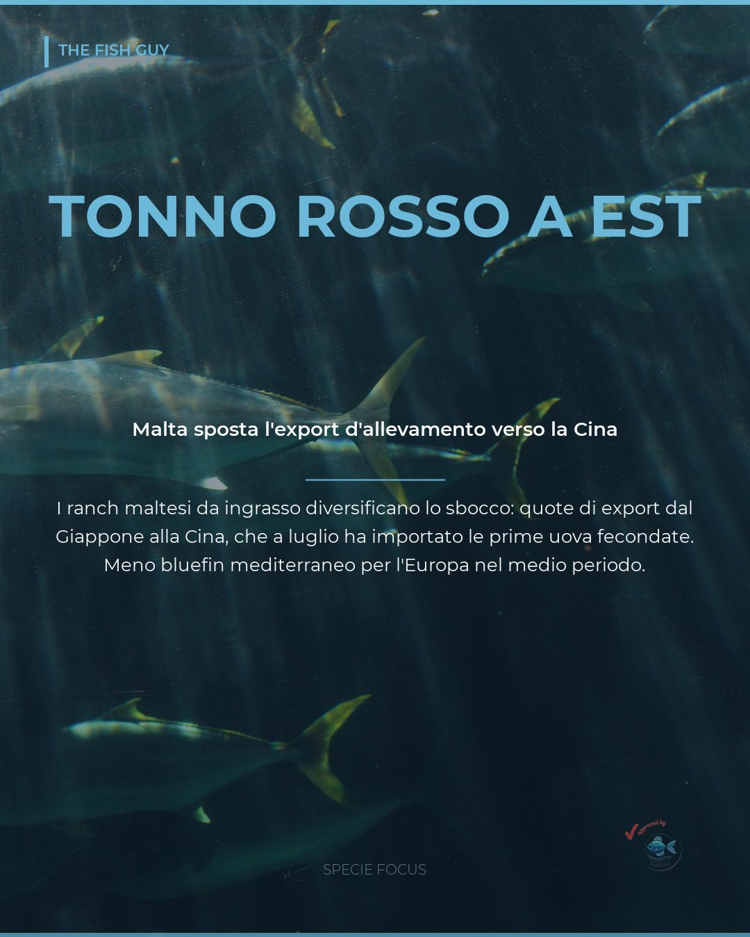 Tonno rosso di Malta: l'export d'allevamento si sposta verso la Cina