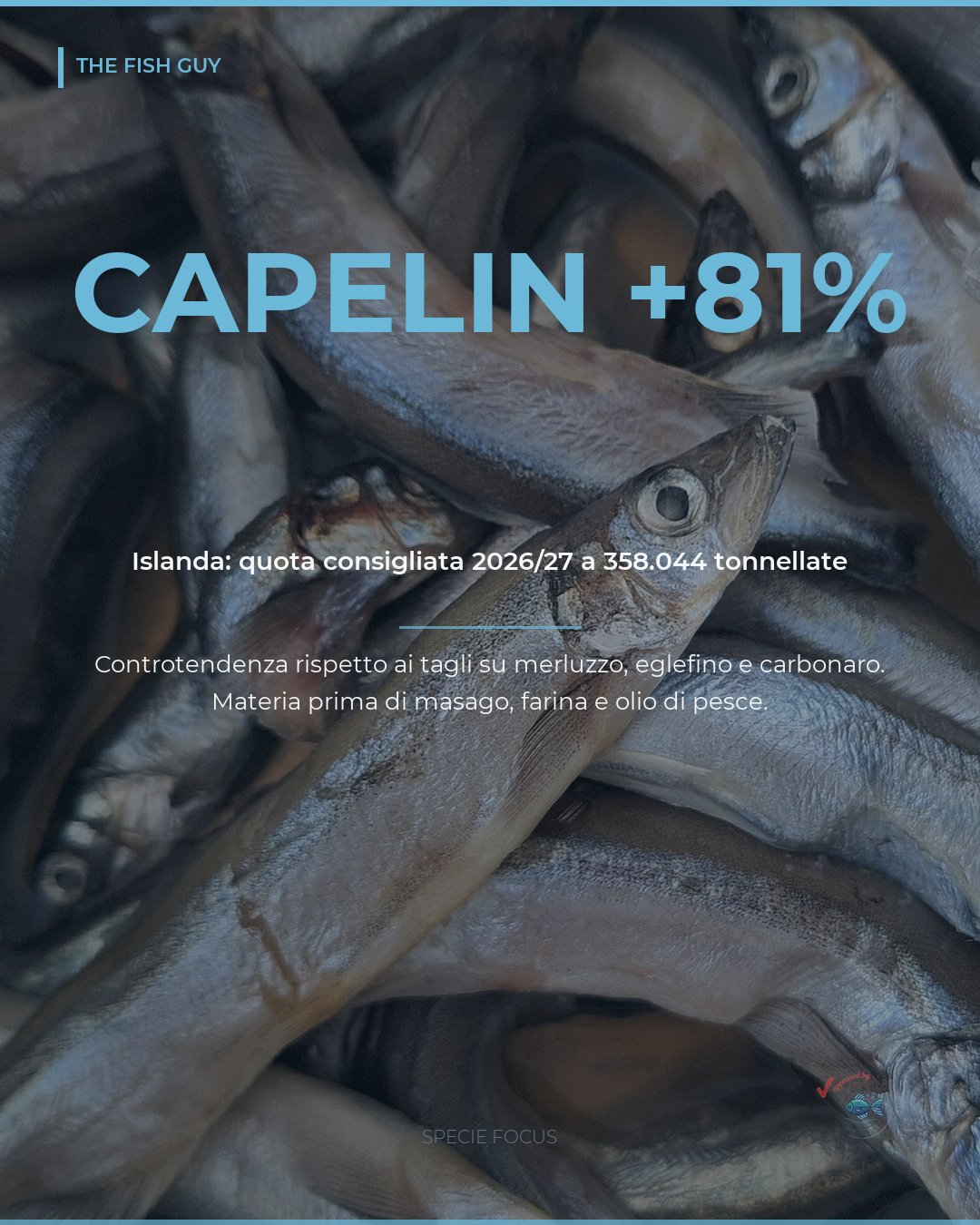 Capelin: la quota consigliata in Islanda sale a 358.044 tonnellate