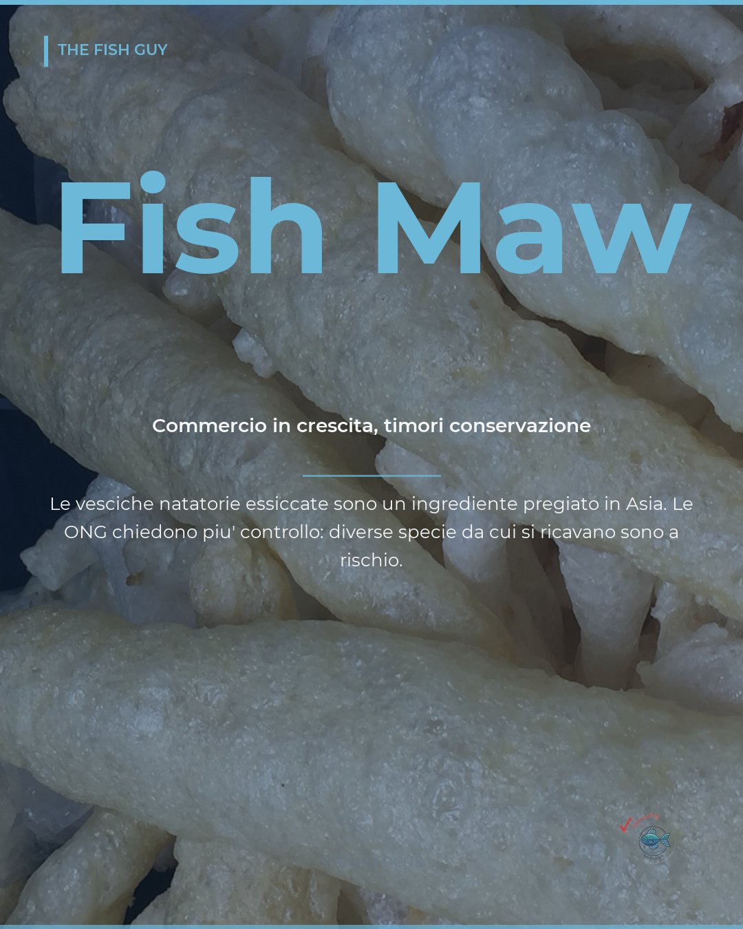 Fish maw: il commercio di vesciche natatorie essiccate cresce