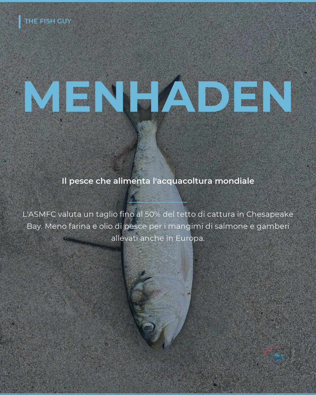 Menhaden: la pesca che alimenta l'acquacoltura mondiale rischia un taglio del 50%