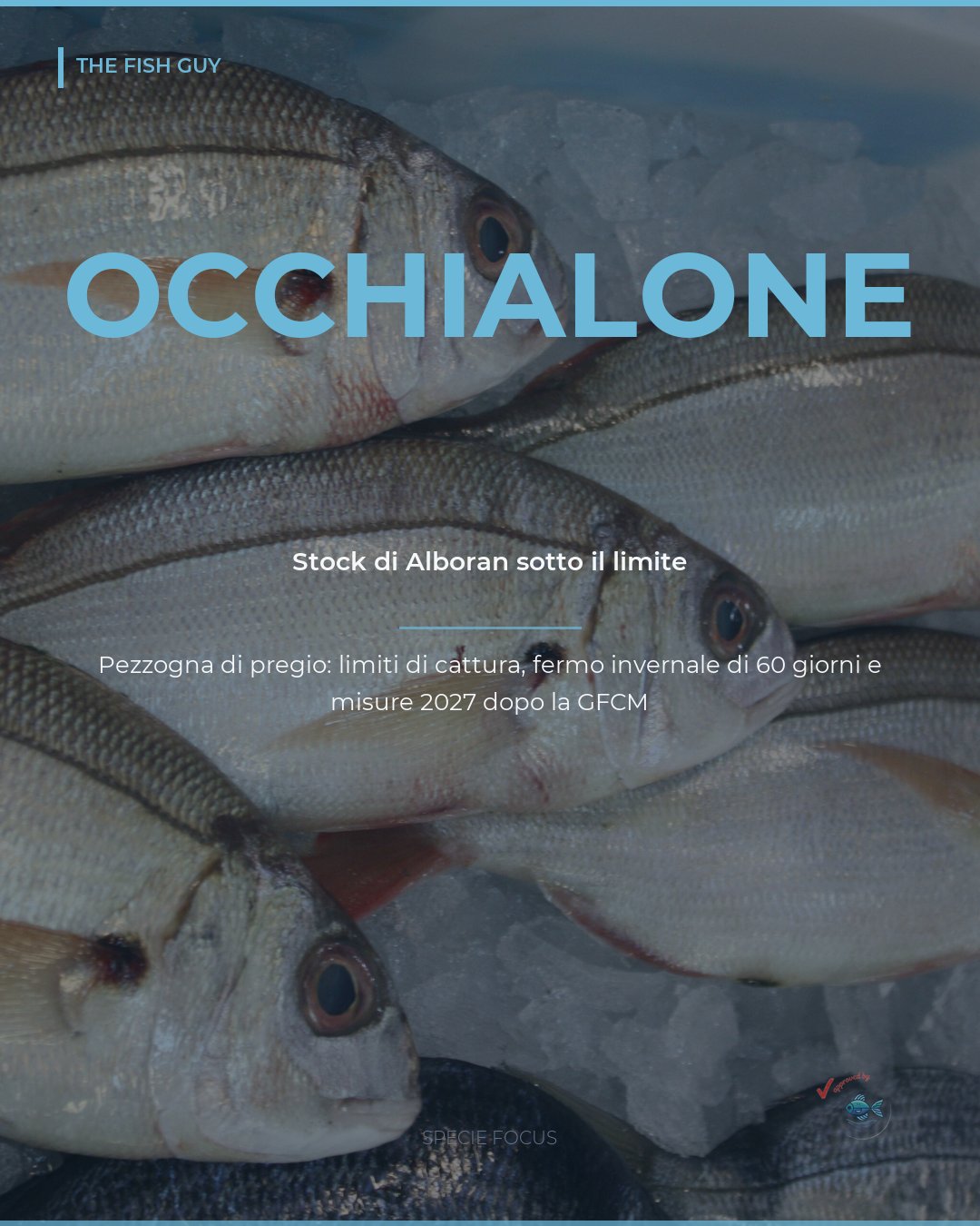 Occhialone, pesce di pregio con lo stock sotto il limite