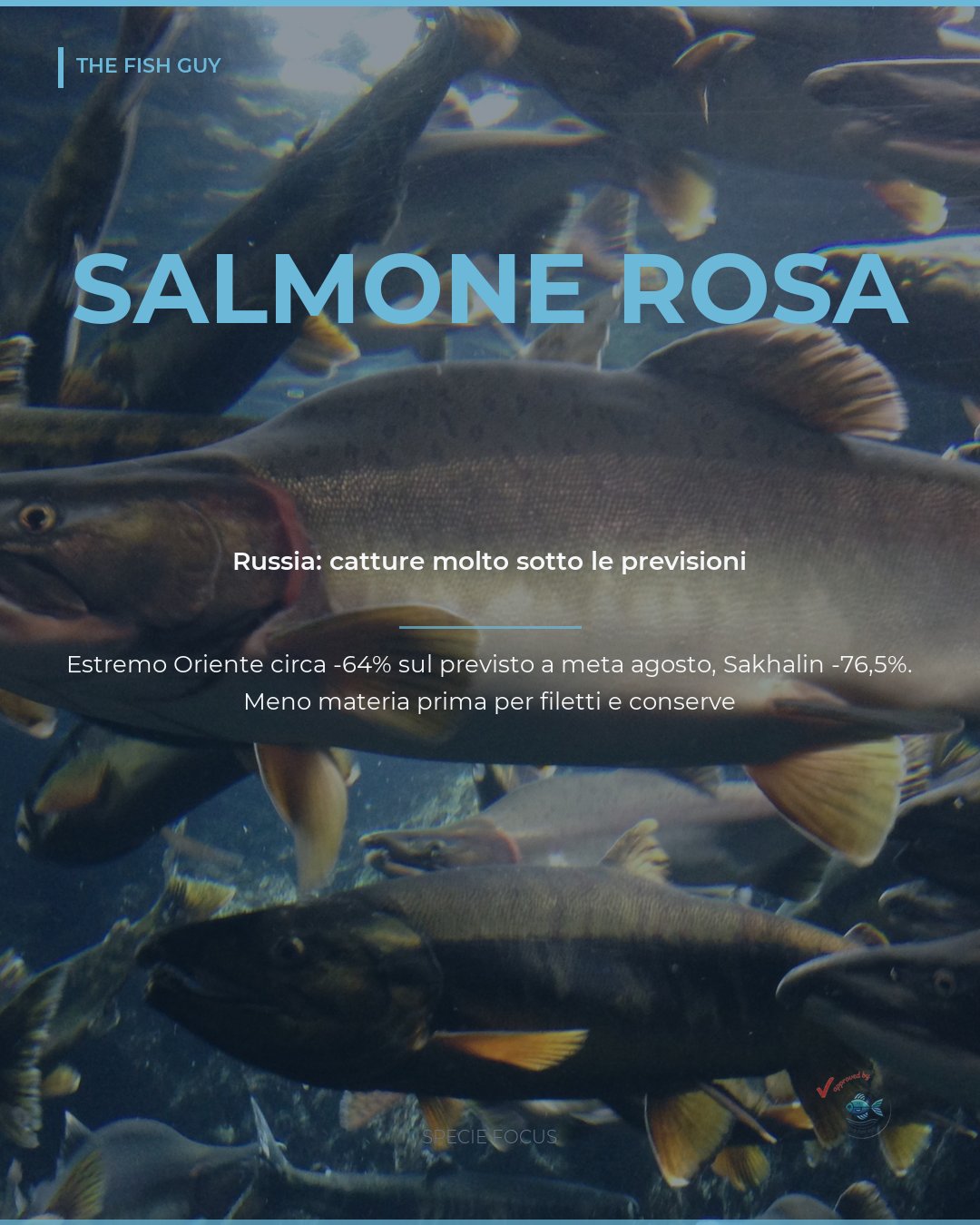 Salmone rosa: la Russia pesca molto meno del previsto