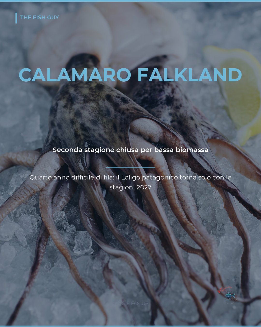 Calamaro Falkland: seconda stagione chiusa, quarto anno difficile