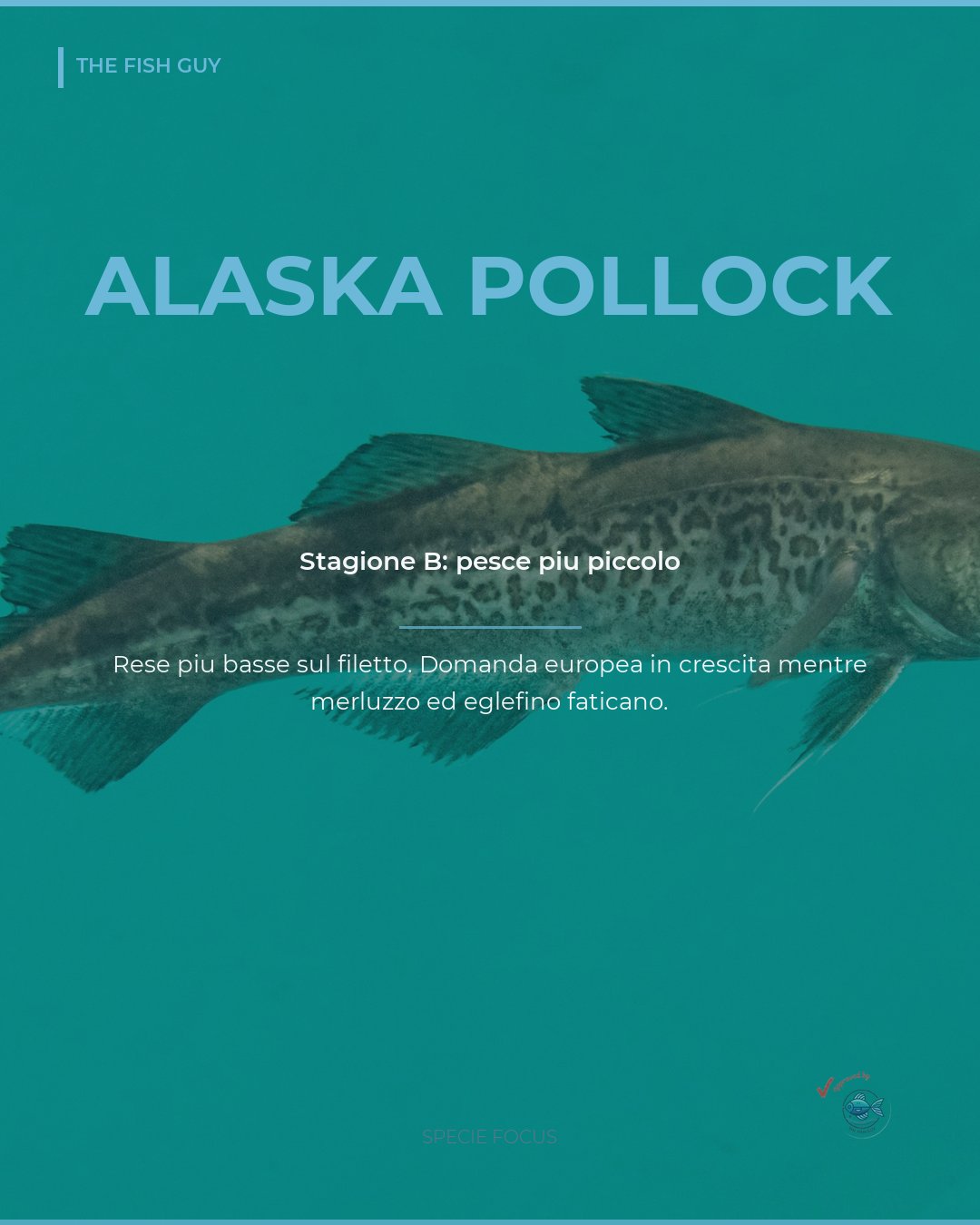 Alaska pollock: stagione B con pesce piccolo e rese basse