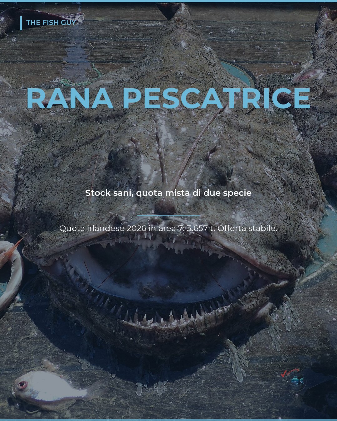 Rana pescatrice: stock in salute, quota mista di due specie
