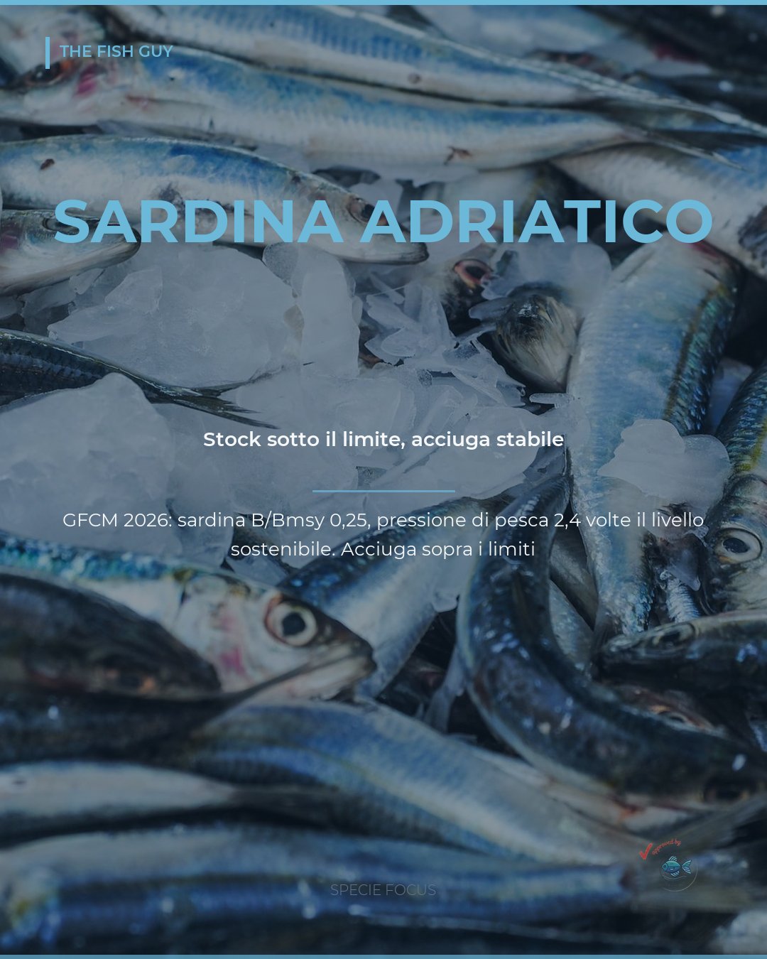 Sardina dell'Adriatico sotto il limite, acciuga stabile