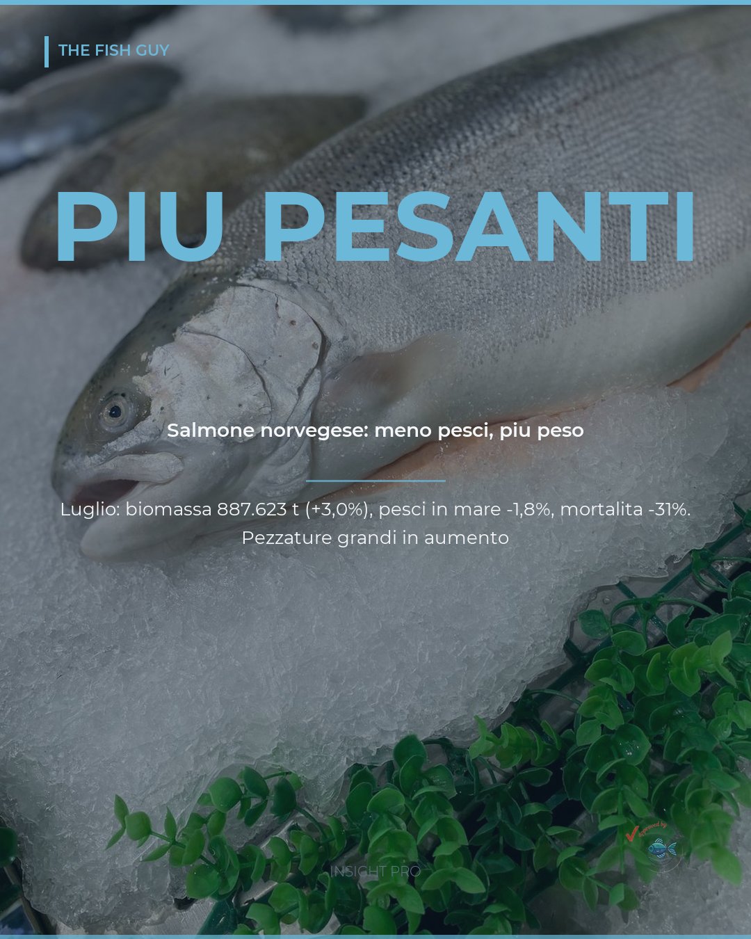 Salmone norvegese: meno pesci, biomassa record e più peso