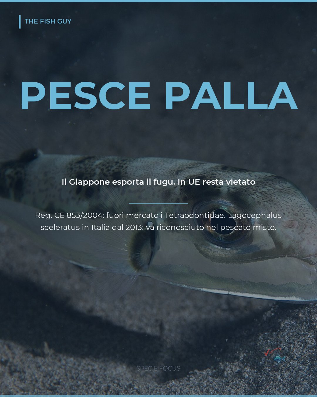 Pesce palla: il Giappone esporta il fugu, in UE resta vietato