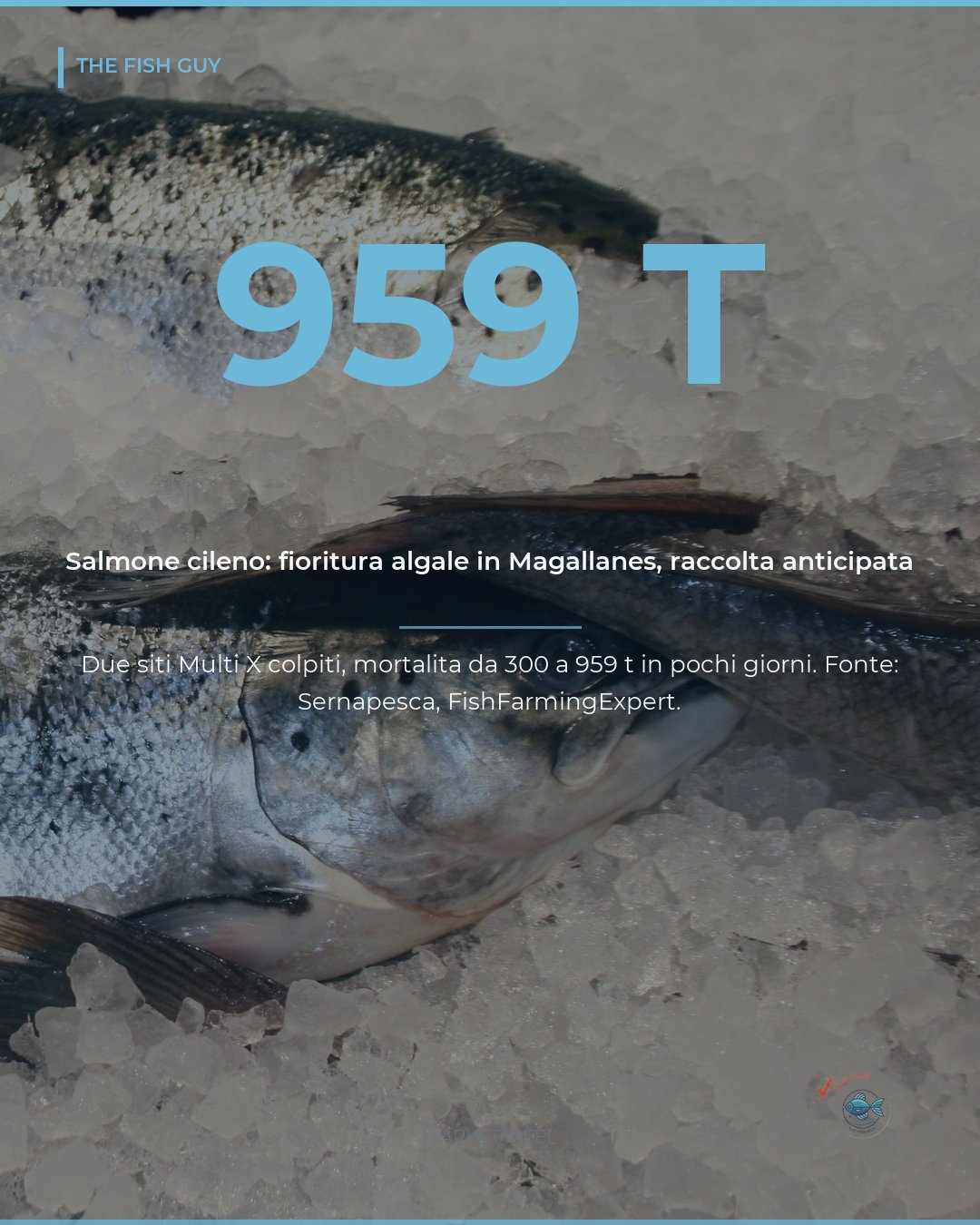 Salmone cileno: fioritura algale, 959 t di mortalità in Magallanes