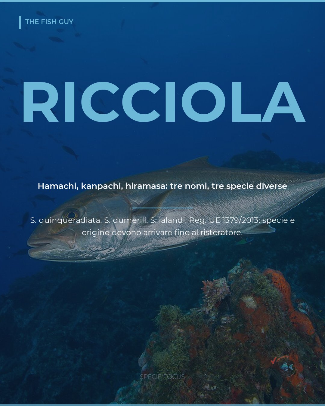 Ricciola nel sushi: hamachi, kanpachi e hiramasa non sono la stessa
