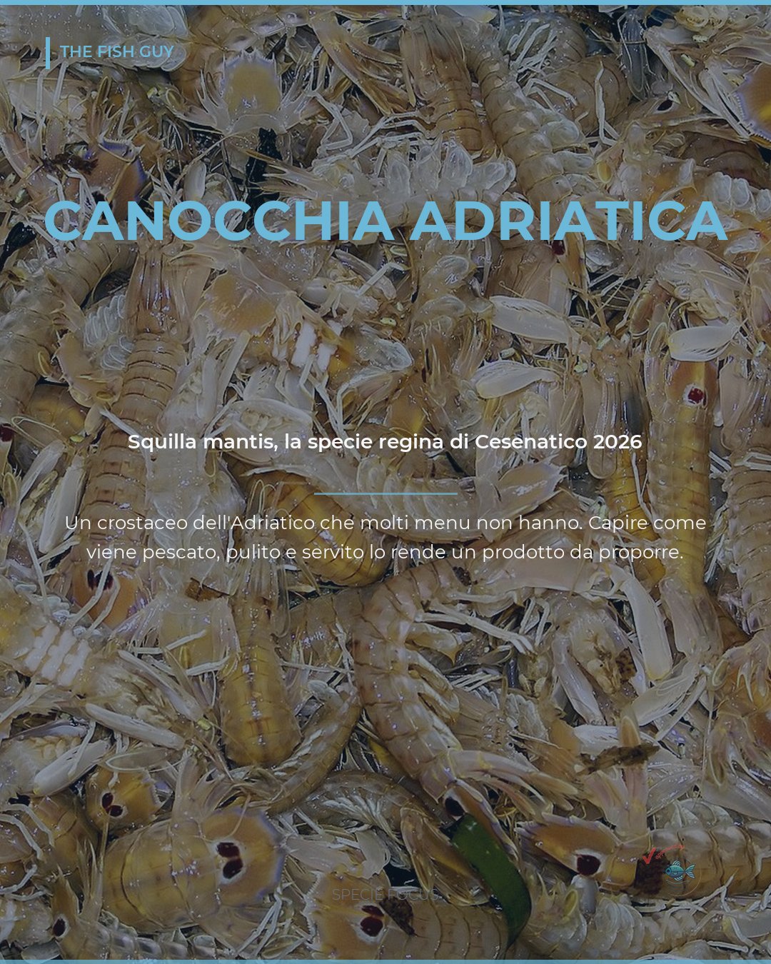 Canocchia: la specie adriatica che merita più spazio in carta